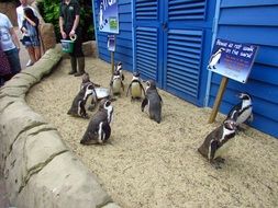 Penguin Walking Bird