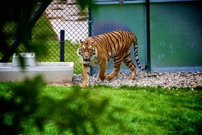 striped tiger walks through the aviary