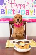 Birthday Dog Smiling party portrait