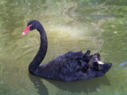 black swan swims in a transparent pond