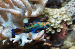 mandarin fish is a bright fish