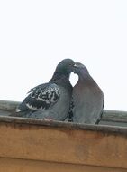 a pair of pigeons is cooing on the roof