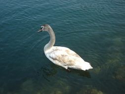 swan on clear water