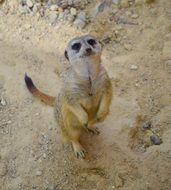meerkat is an animal in south africa