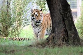 Tiger Big Cat near the tree