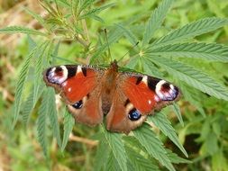 orange butterfly with eye spots on the greed plant