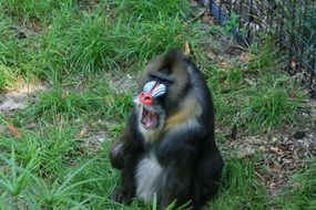 charming Primate Mammal in the zoo