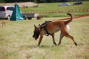Search Dog