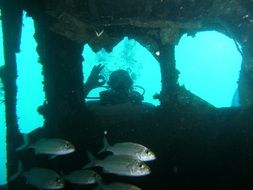 Fish Diving Sport