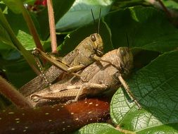 Coupling Grasshoppers