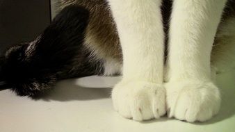 closeup picture of paws of a white cat