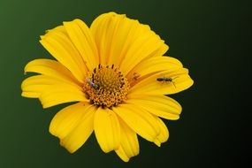 Sun Flower Insect