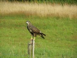 Common Buzzard Bird on a field