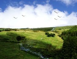 green Field and clouds summer scene