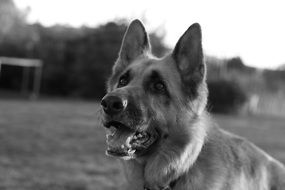 Dog German monochrome foto