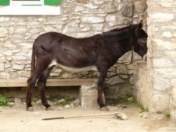 Brown donkey is standing