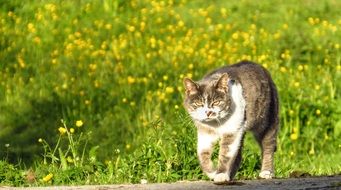 magnificent Domestic Cat