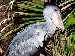 bird with a large beak on a background of palm branches