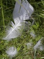 white bird feather on the grass