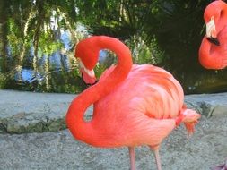 charming Flamingo Bird