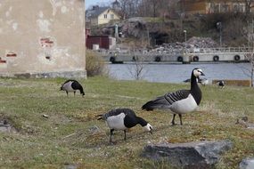 grazing Canadian geese and lake