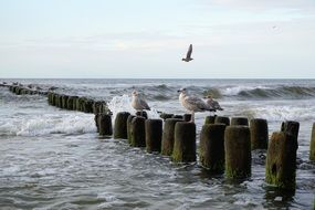 seagulls on the piles in Baltic Sea