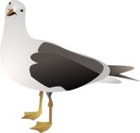 drawing of a seagull on a white background