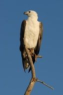 Adler Raptor