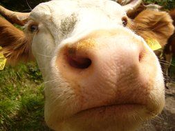 Kuhschnauze Cow