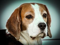 sad Beagle Dog Portrait