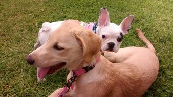 french Bulldog and red Dog playing on lawn