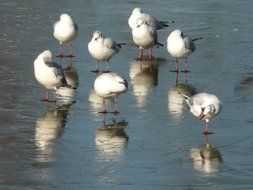 seagulls on the shore in the water