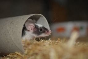 macro photo of little mouse