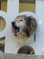 dog near the balcony balustrade