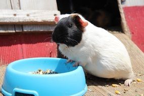 eating guinea pig