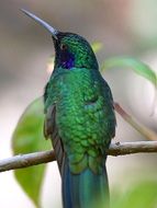 green hummingbird on a tree branch
