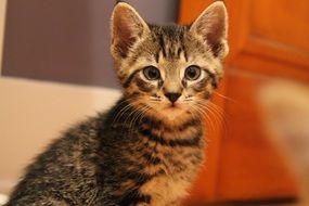 portrait of a cuddly young cat