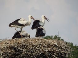 hungry young storks in the nest