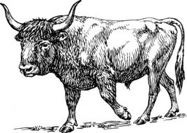 drawn black and white bull on a page in a book