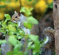 grey brown squirrel