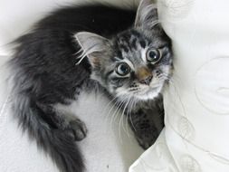 Young curious Cat