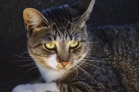 portrait of an adorable tomcat