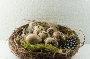 spotted eggs in a bird's nest