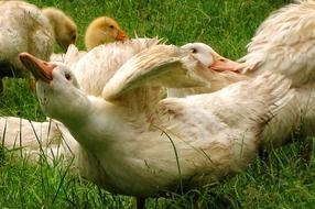 White Goose Animal