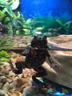 Fire Belly Frog in the aquarium water