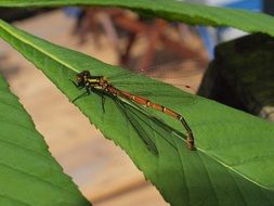 red Dragonfly sitting on green leaf