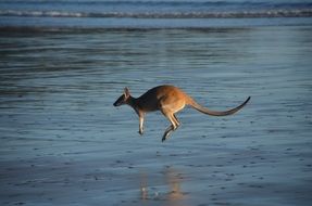 kangaroo jumping over water