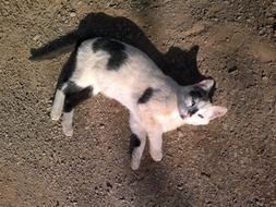 white cat with black spots lying