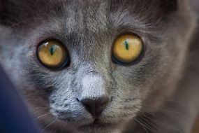 gray cat with yellow eyes close-up on a blurred background