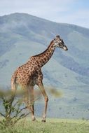 Giraffe walking on meadow at green mountain